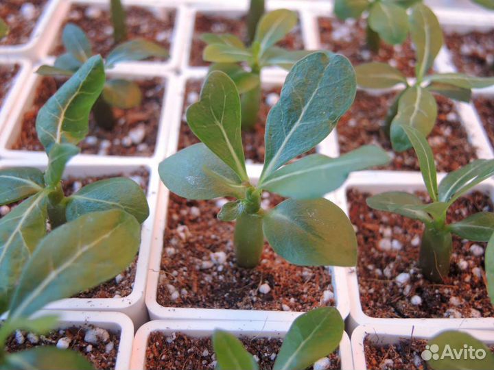 Адениум. Сеянцы