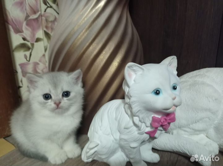Британский котик