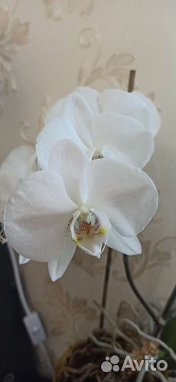 Семена орхидеи фаленопсис