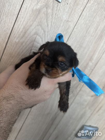 Йоркширский терьер щенки