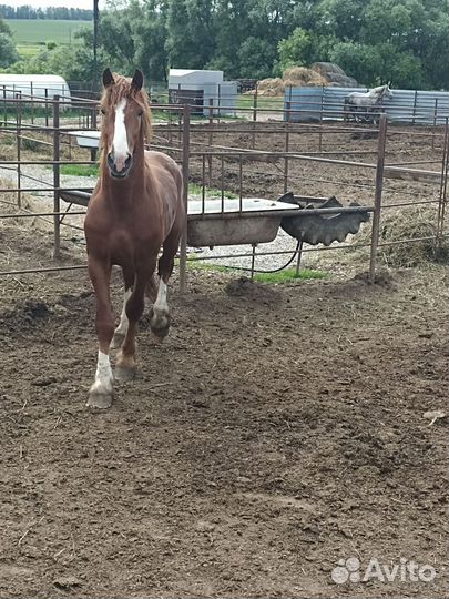 Жеребец тяжеловоз