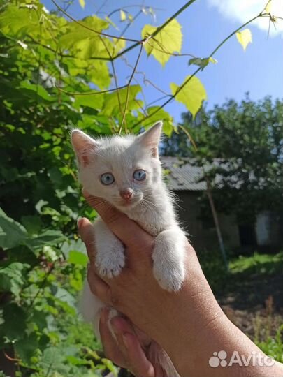 Белоснежные милашки в дар