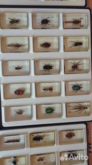 Коллекция жуков и насекомых Деагостини