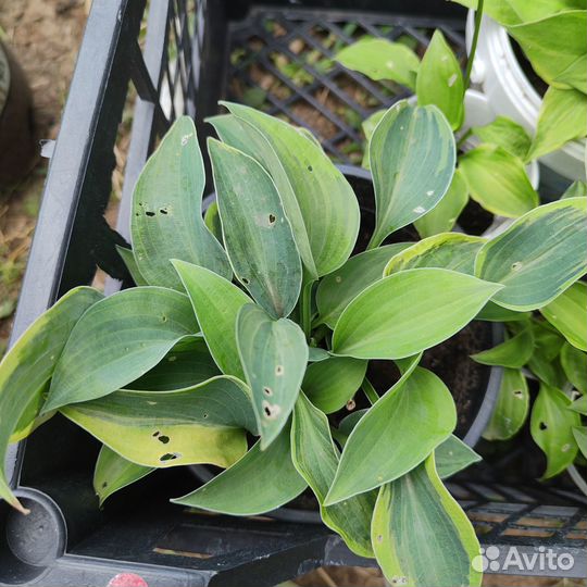 Хоста мини. Несколько сортов