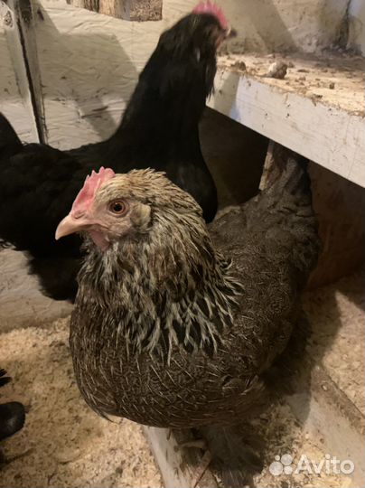 Инкубационное яйцо Фавероль