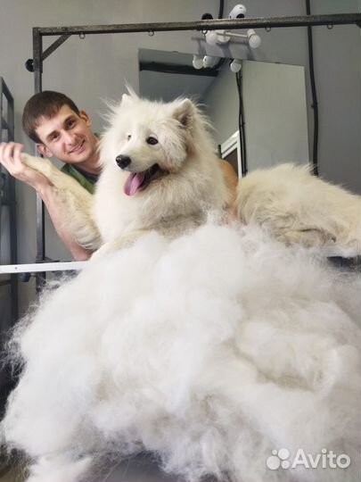 Груминг Стрижка собак Гигиена Экспресс линька