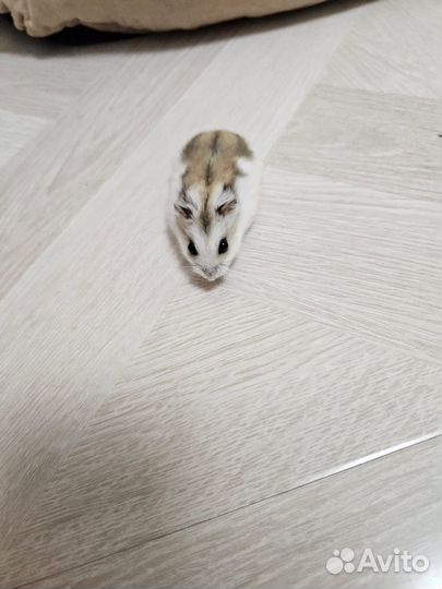 Джунгарский хомяк с клеткой