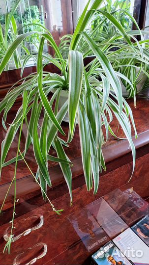 Хлорофитум