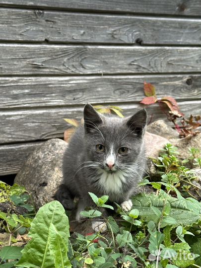 Котята в добрые руки бесплатно