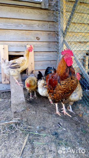 Куры, цыплята, яйцо