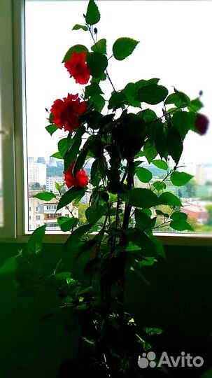 Роза китайская