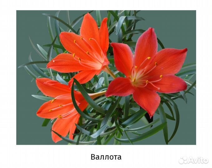 Спатифиллум, колеос,валотта, фиалка бордовая