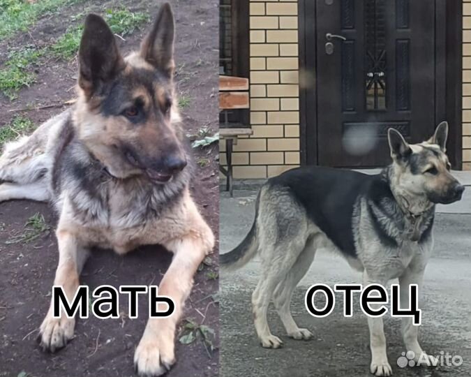 Восточноевропейская овчарка
