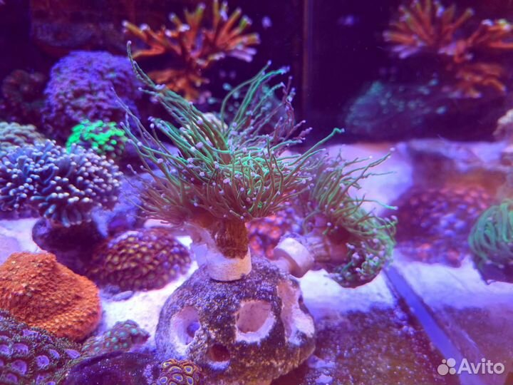 Эуфилии - морской коралл