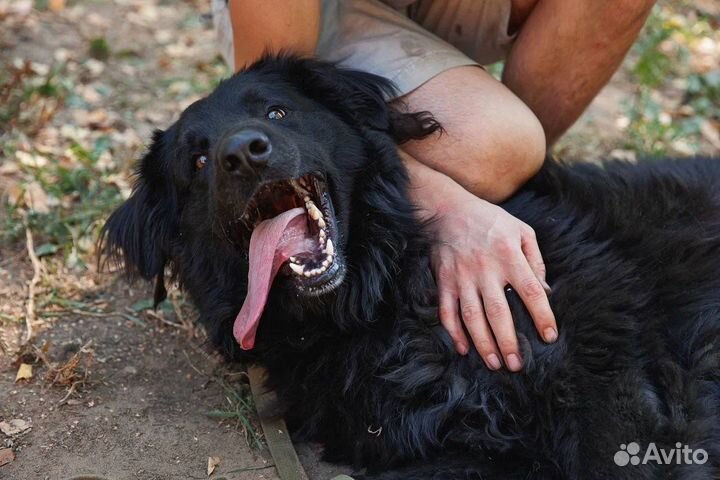 Красивый кареглазый ищет ответственного хозяина