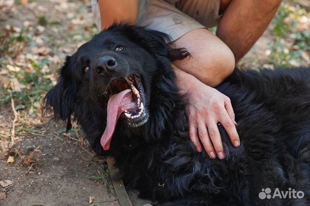 Красивый кареглазый ищет ответственного хозяина