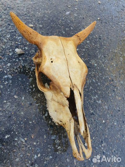 Череп вола быка около 50 см настоящий крутой