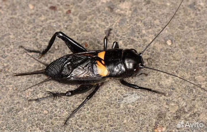 Сверчки кормовые