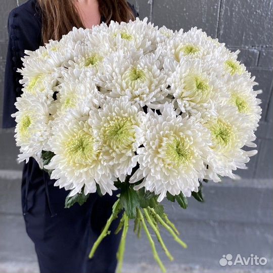 Хризантема одноголовая Иркутск