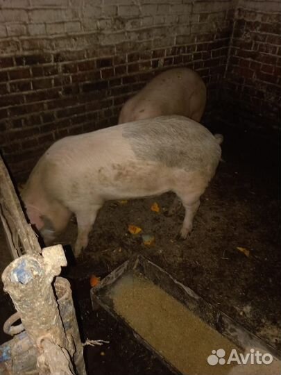 Матка и боров