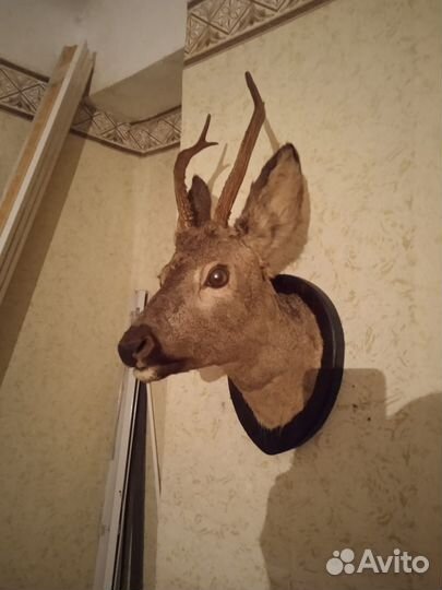 Чучело косули