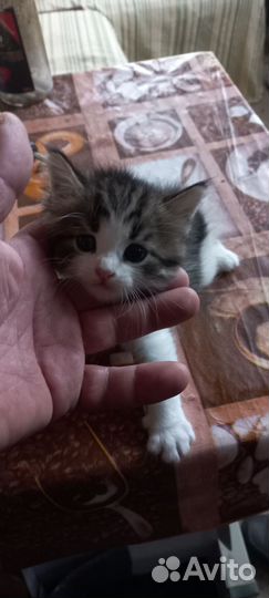 Отдам в хорошие руки котенка