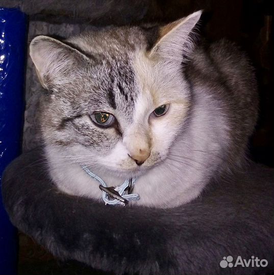 Кошки в дар