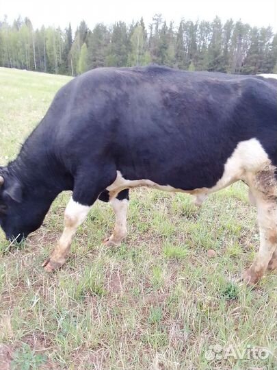 Быки живым весом.можно на племя