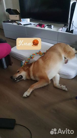 Собака мёрзнет в приюте