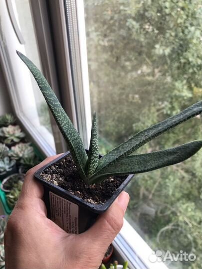 Суккуленты разные