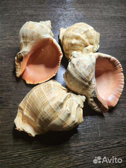 Морские ракушки раковины