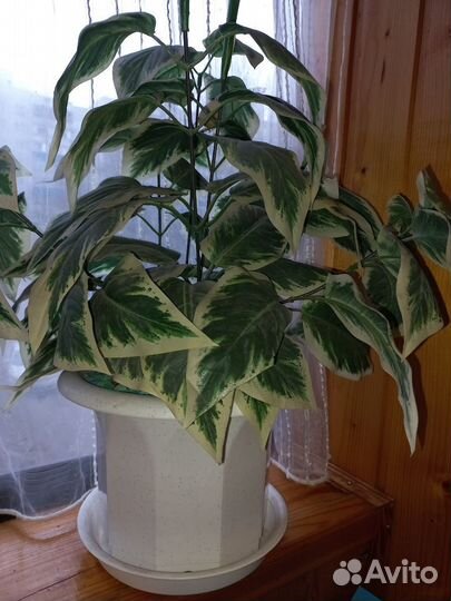 Цветы для декора