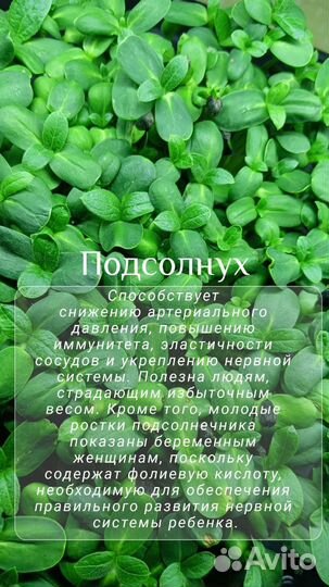 Микрозелень