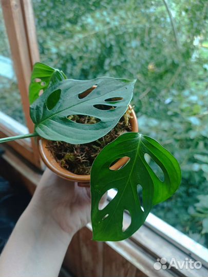 Монстера косая