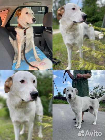 Собака в добрые руки