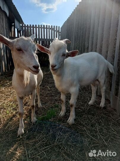 Коза дойная