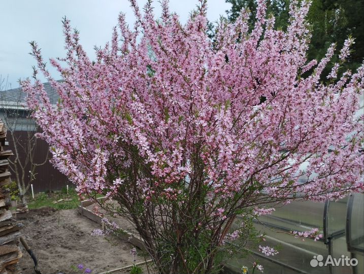 Побеги миндаля