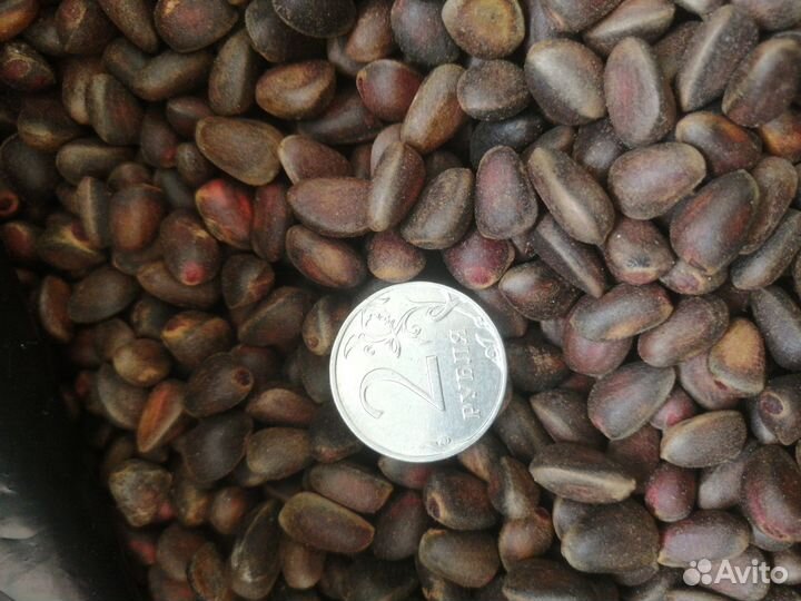 Кедровый орех