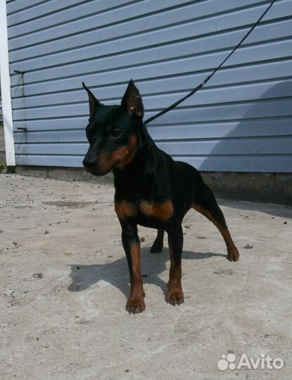 Кобель цвергпинчера,вязка