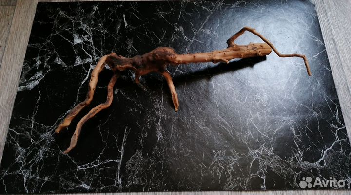 Корень мангры