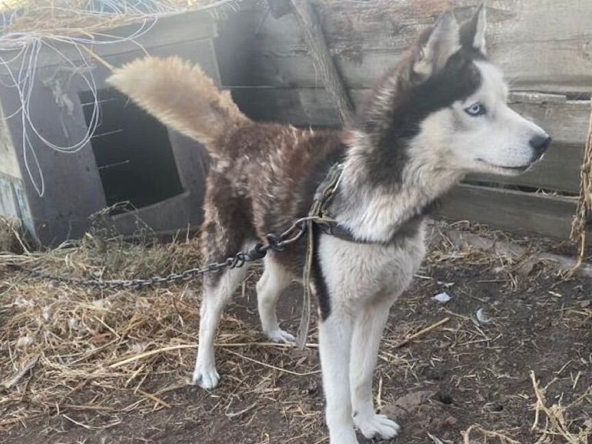 Хаски в ужасных условиях