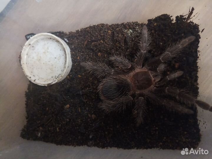 Паук птицеед