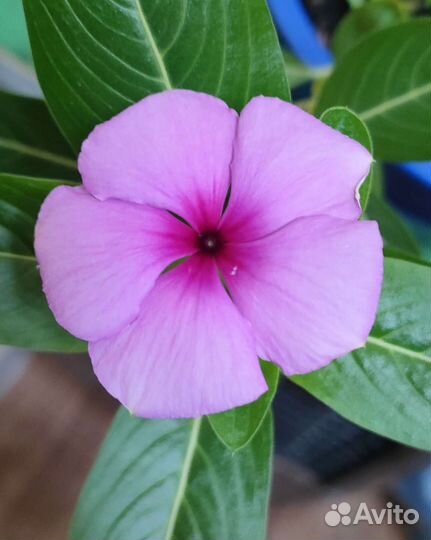 Катарантус