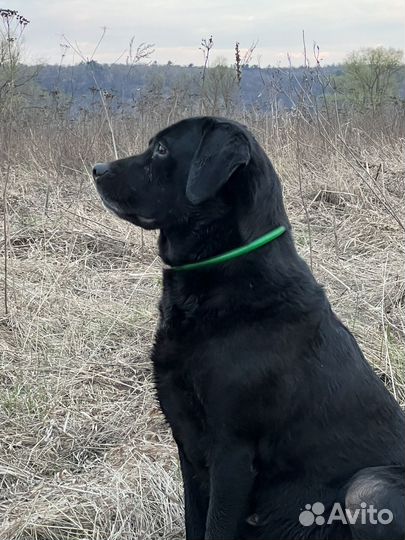 Щенки лабрадора