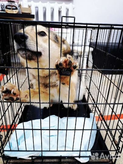 Собака из приюта ищет дом