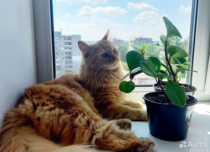 Цветок любви, денежный цветок