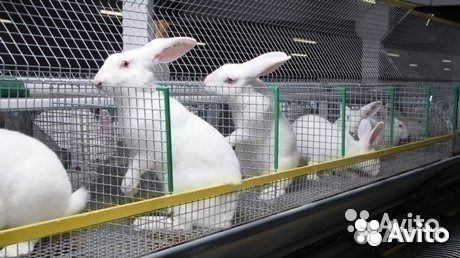 Сетка для клеток 25х25х2мм