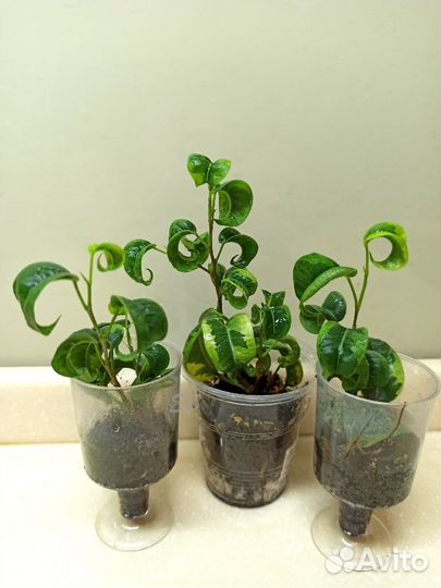 Фикус Вортекс