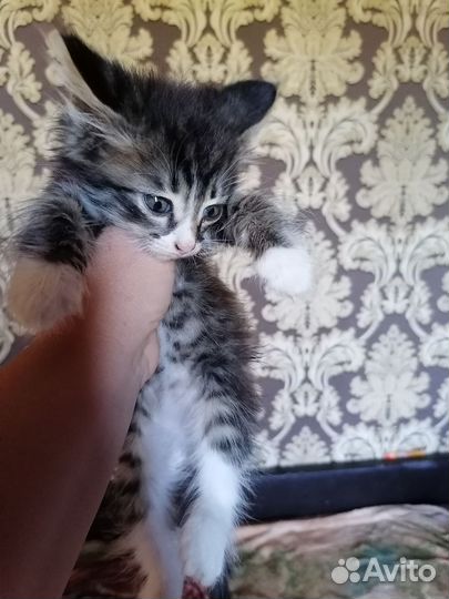 Кошка в дар бесплатно