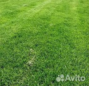 Укладка газона